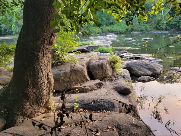 Big tree and boulders along the river